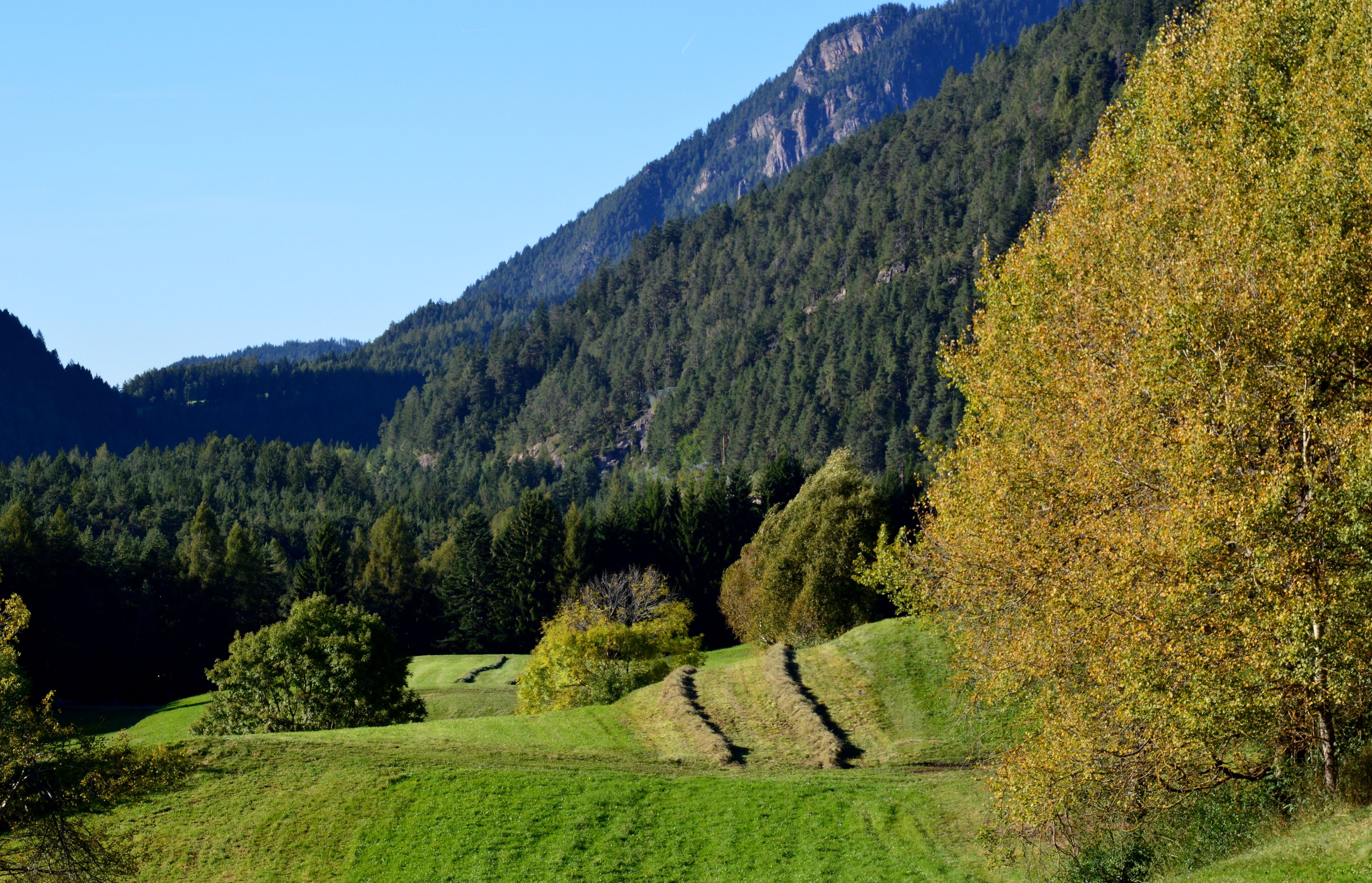 Ultimo taglio per quest'anno