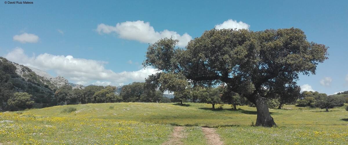 A grassy field with a dirt path, trees, and mountains in the background.