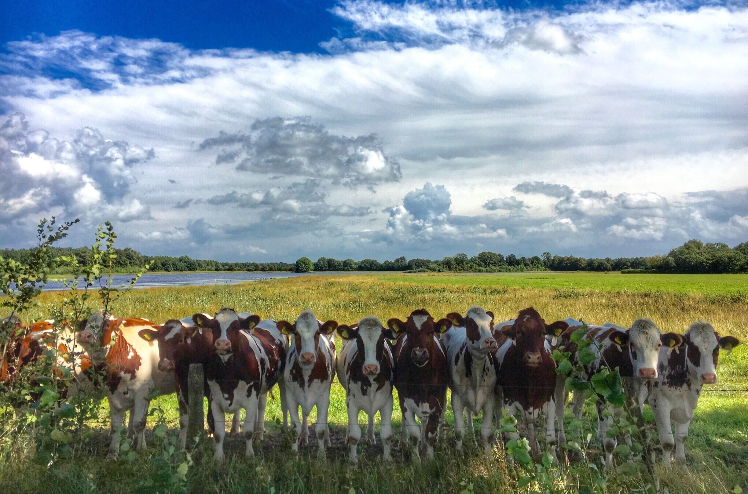 11 in a row...in Reusel,the Netherlands