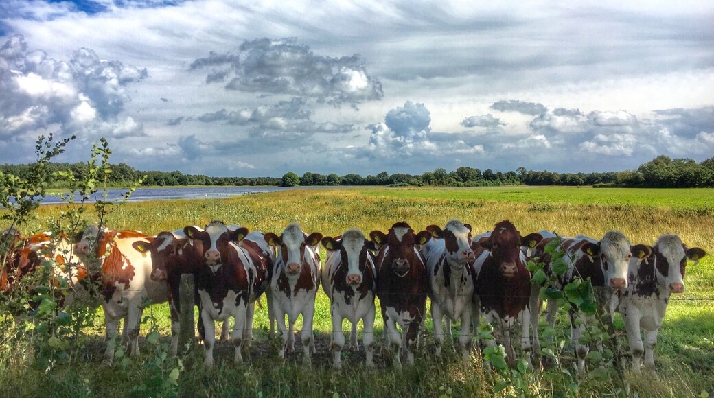 11 in a row...in Reusel,the Netherlands