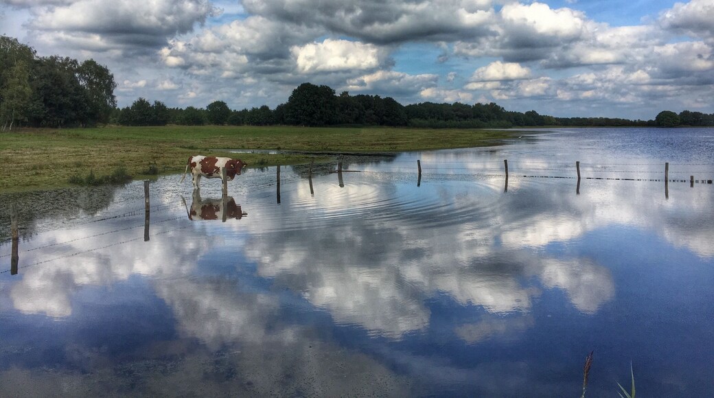 Bathing cow @ Beleven in Reusel,the Netherlands.