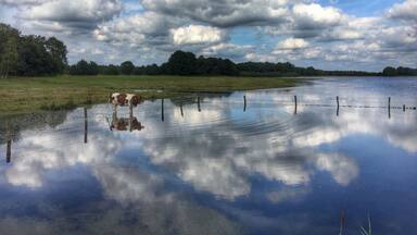 Bathing cow @ Beleven in Reusel,the Netherlands.