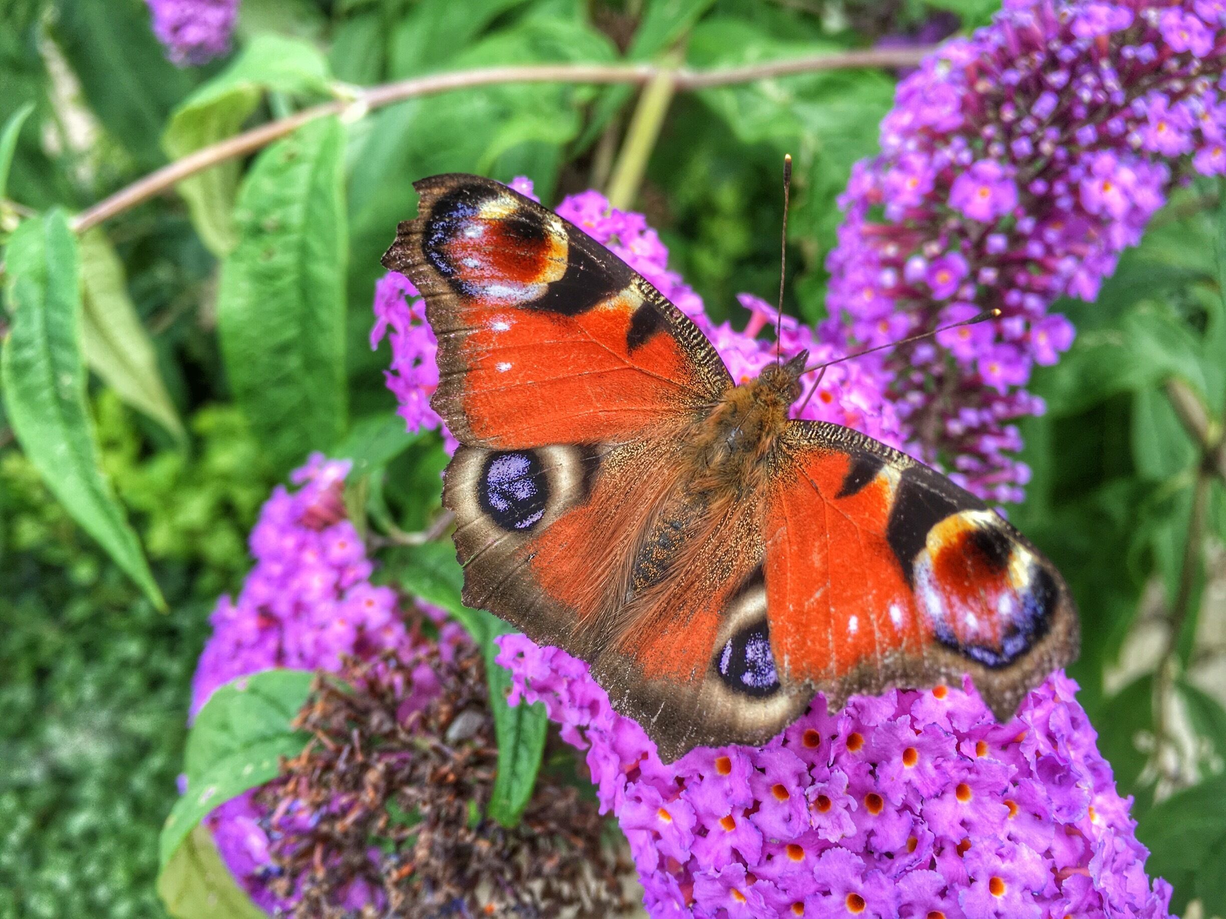 Beautiful butterflies in our garden today..