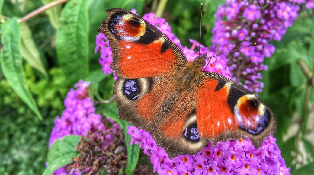 Beautiful butterflies in our garden today..