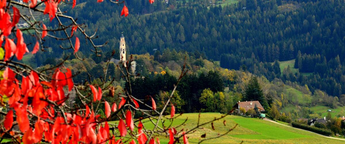 A rural landscape with a church tower, green fields, and dense forest.