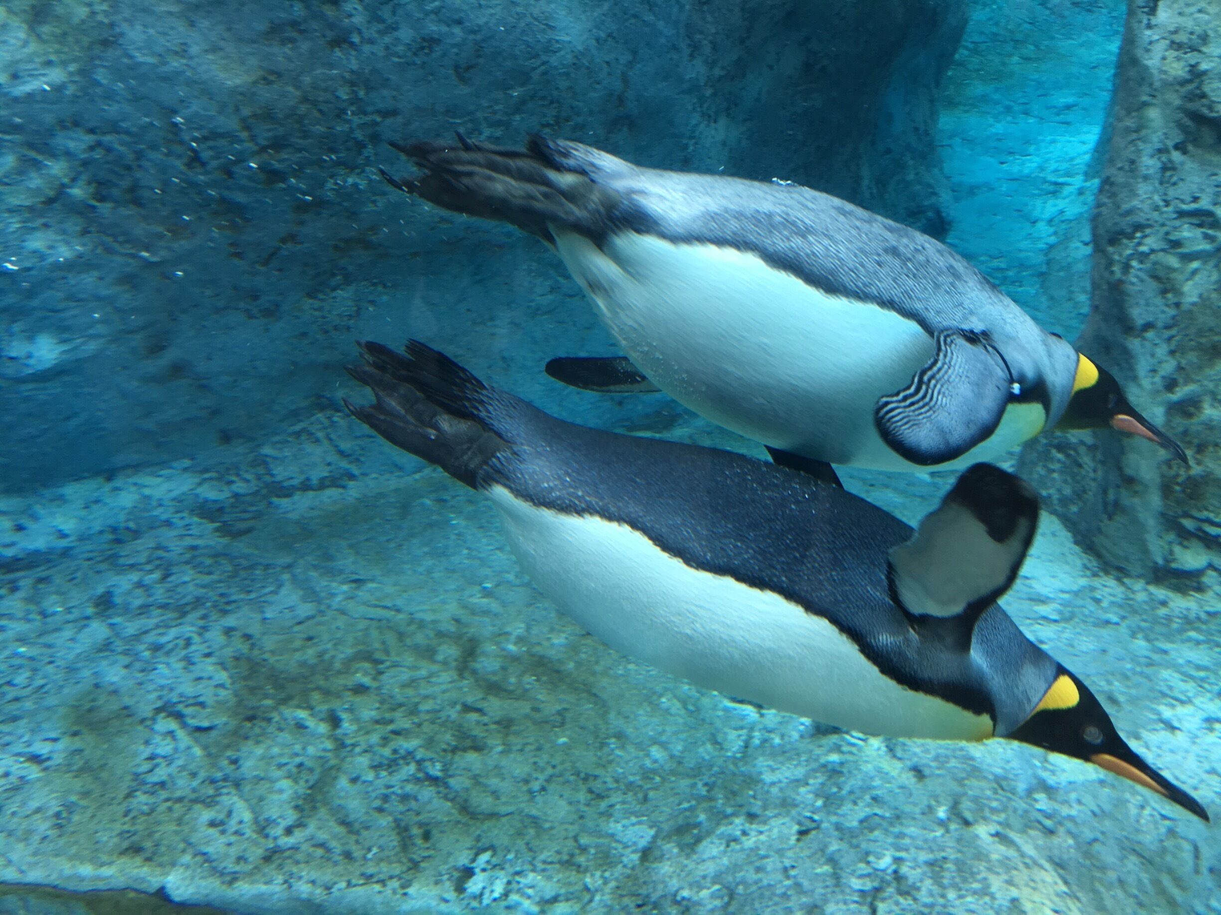 First time I see the penguins underwater in person! It's really a treat! Makes everyone happy just among these awesome swimmers!


#endlesssummer
