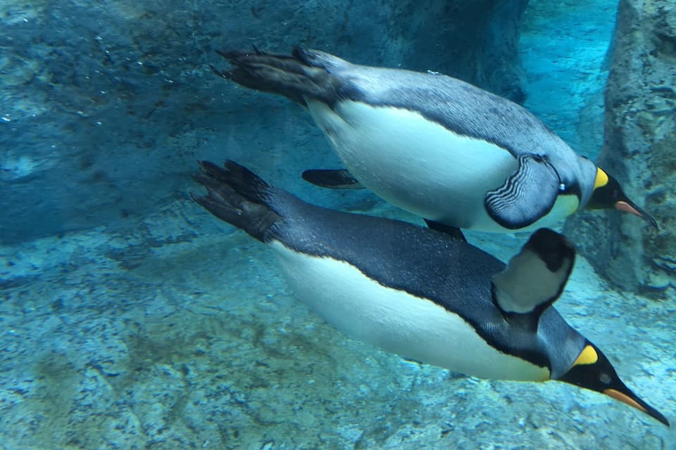 Two penguins swimming underwater.