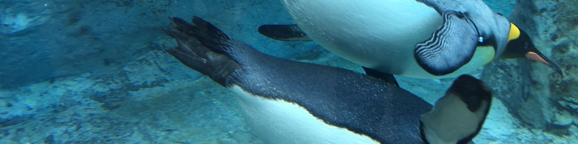 First time I see the penguins underwater in person! It's really a treat! Makes everyone happy just among these awesome swimmers!
#endlesssummer