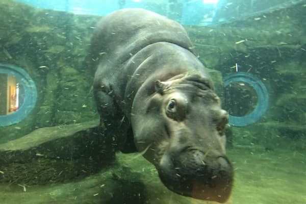 Ein Nilpferd unter Wasser in einer Zooanlage.