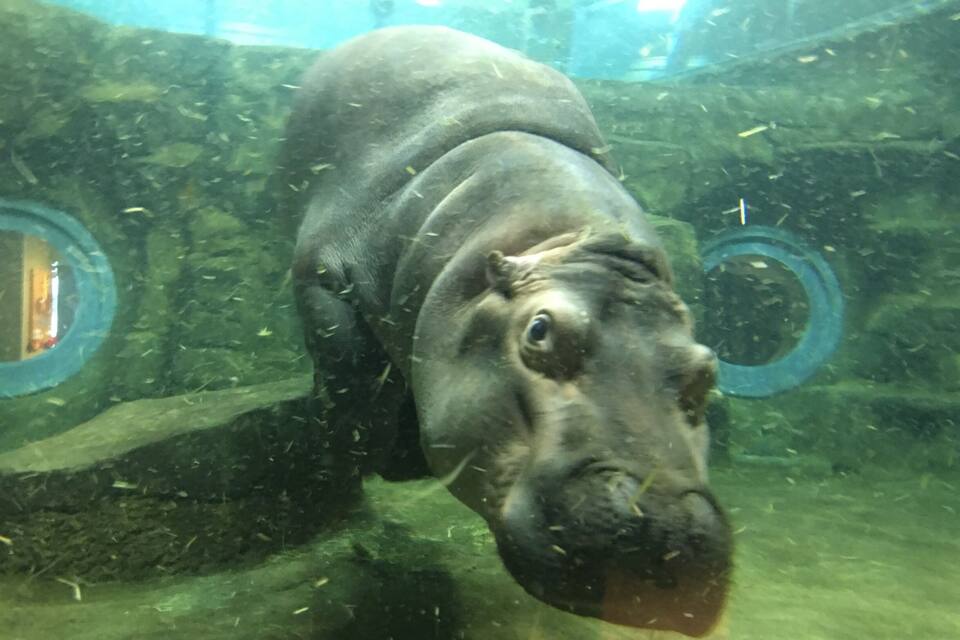 A hippo underwater in a zoo enclosure.