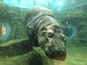 旭山動物園
