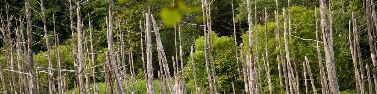Asahikawa showing a pond