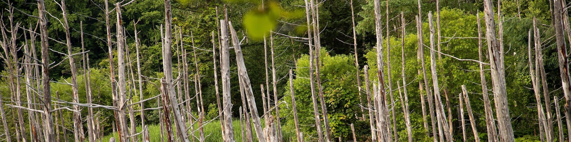 Asahikawa showing a pond