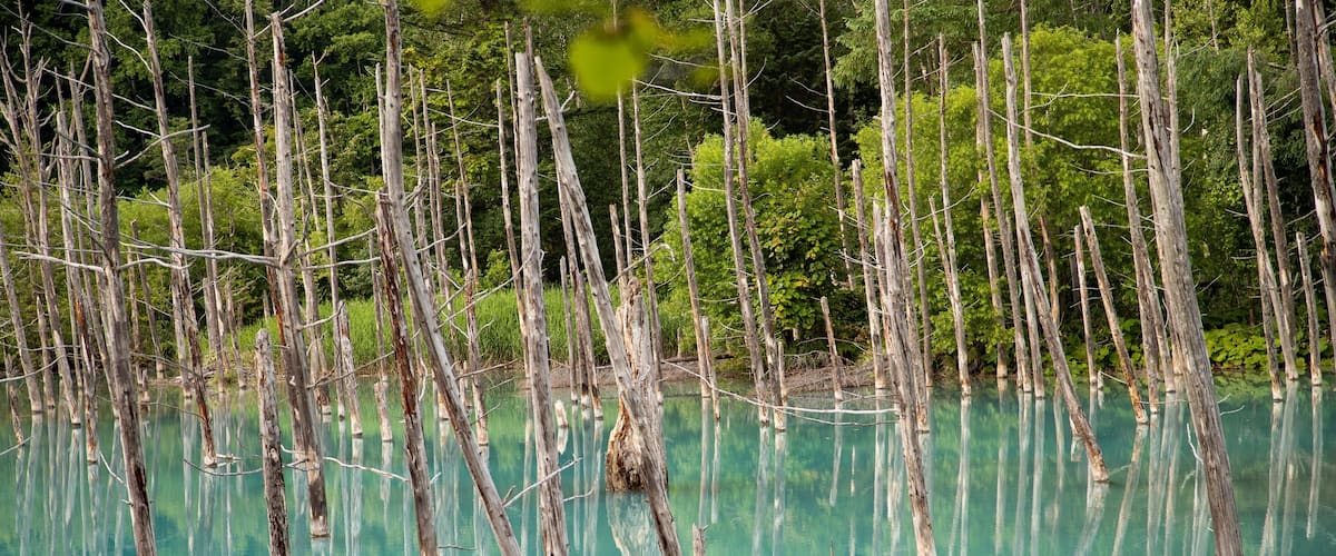 Asahikawa showing a pond