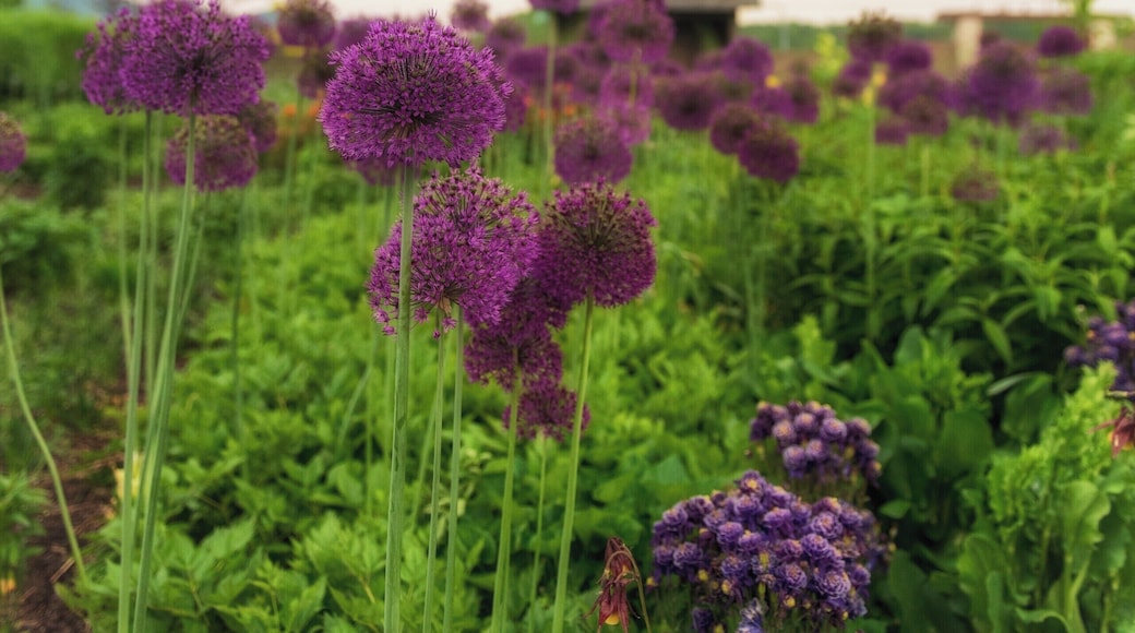 A beautiful garden. Crafted to perfection.