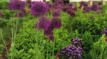 Purple flowers in a garden with green foliage and a cloudy sky.