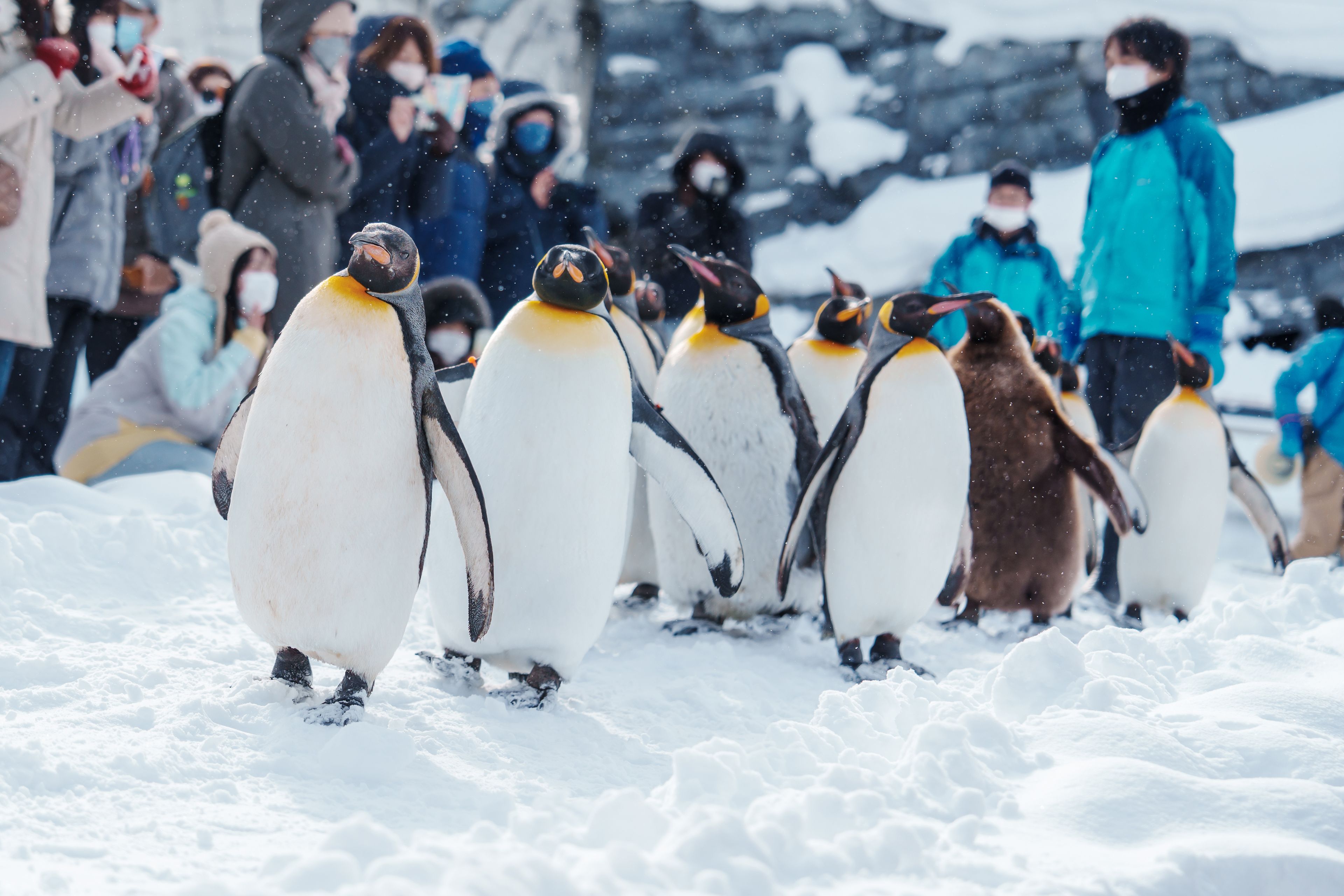 A group of penguins on snow-covered ground with people in the background.