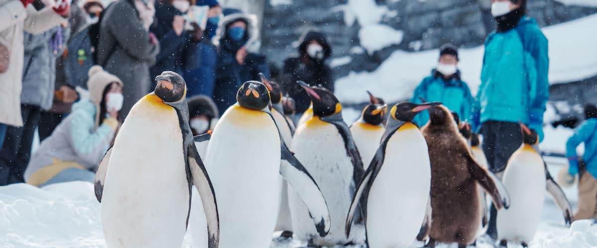 A group of penguins on snow-covered ground with people in the background.