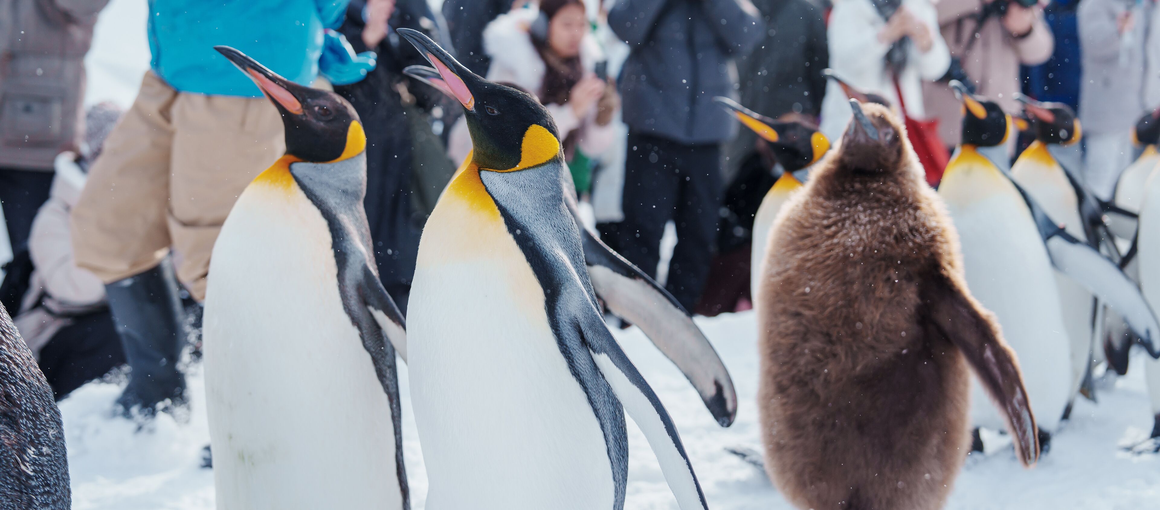 King Penguin parade walking on snow at Asahiyama Zoo in winter season. landmark and popular for tourists attractions in Asahikawa, Hokkaido, Japan. Travel and Vacation concept