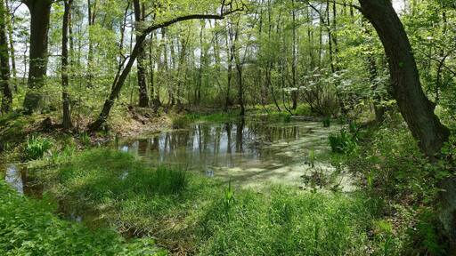 Dieser Erlenbruchwald befindet sich im östlichen Bereich des Landschaftsschutzgebietes LSG-H12. Er ist im Besitz des NABU Burgwedel und Isernhagen e.V