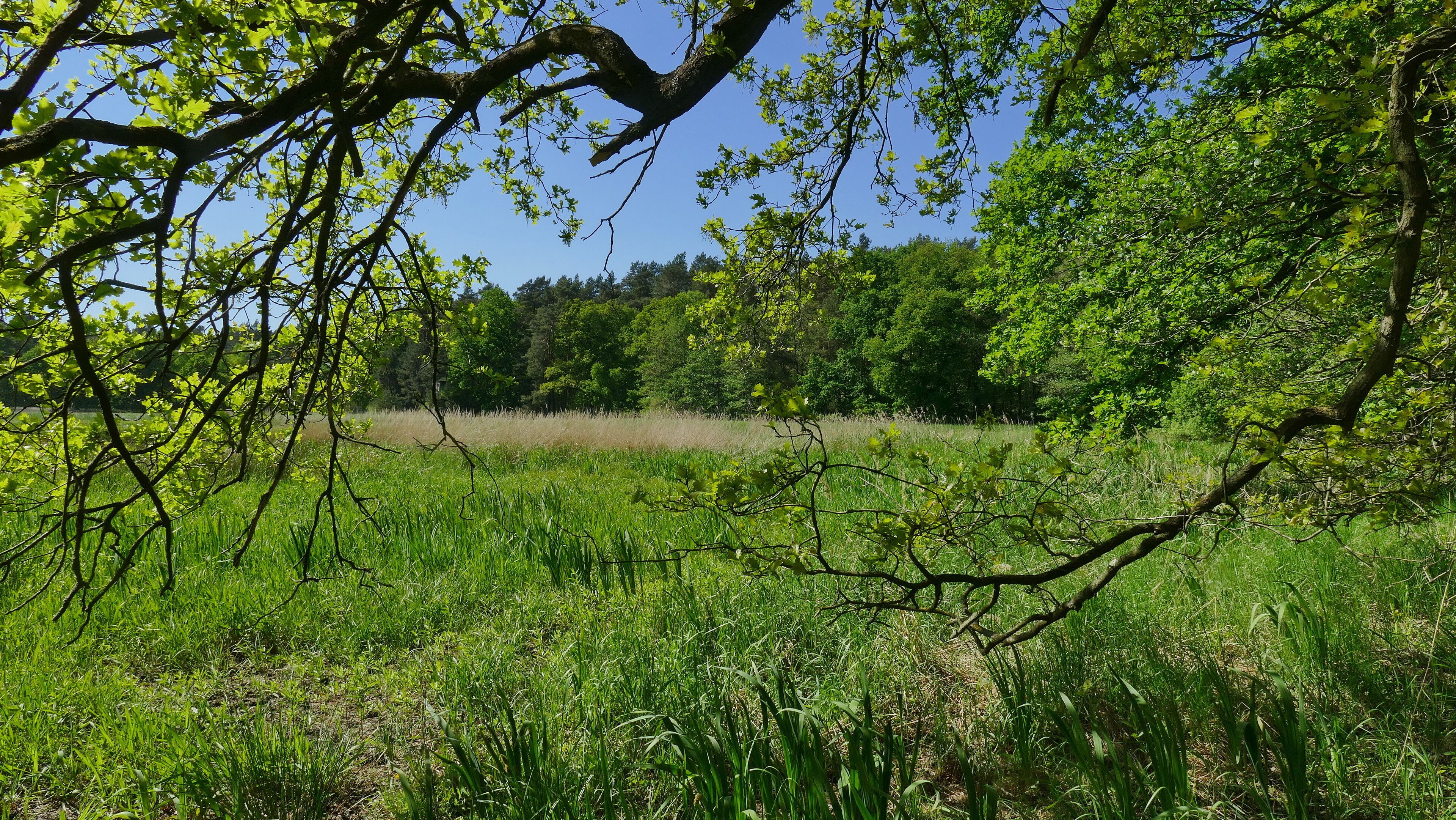 Diese Feuchtwiese liegt im Landschaftsschutzgebiet Forst Rundshorn–Fuhrberg (LSG-H 13). Das Wiesengrundstück wird vom NABU Burgwedel - Isernhagen gepflegt.