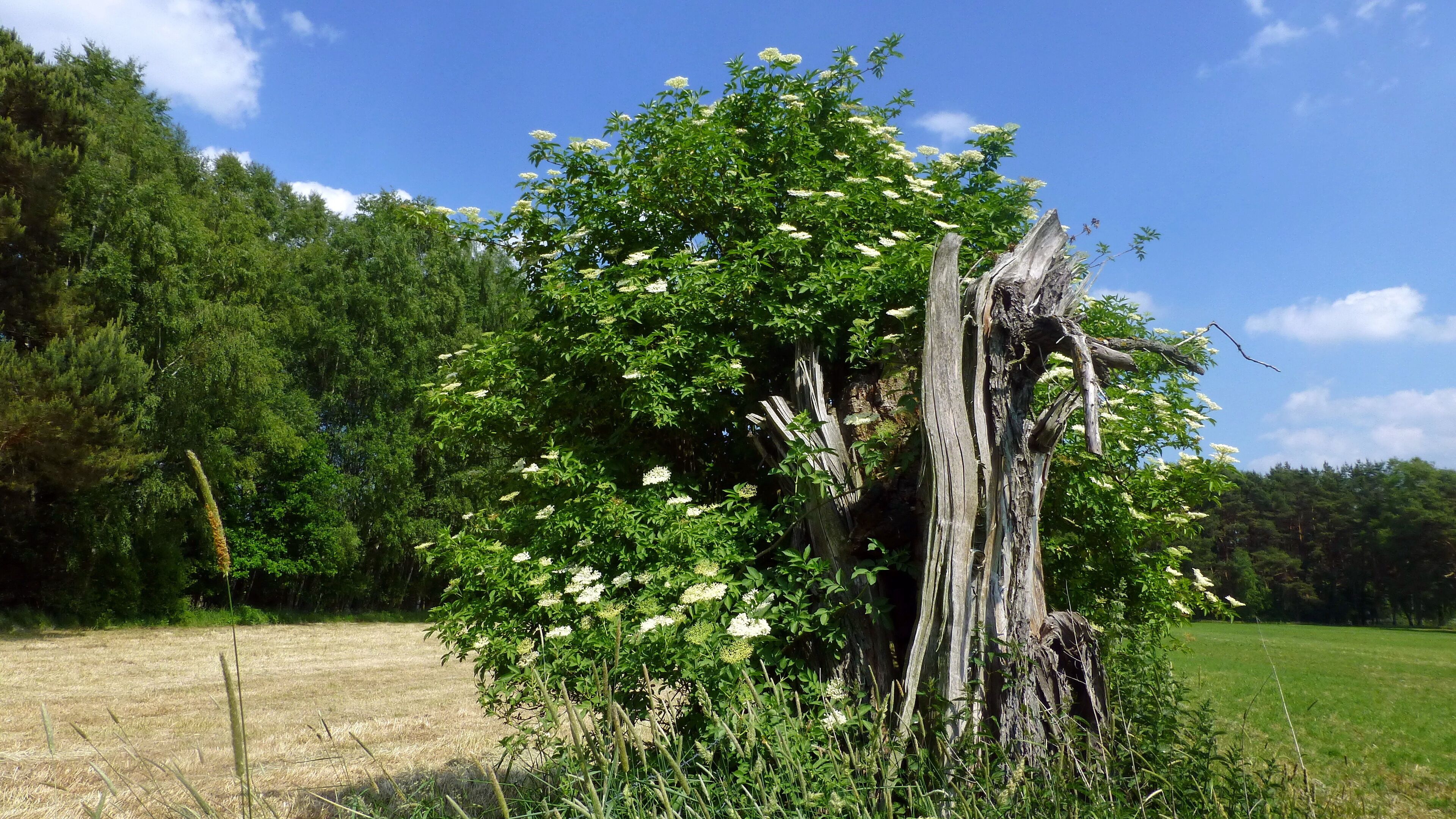 NSG (HA 047) und FFH-Gebiet (3425-301) Trunnenmoor: Zu diesem Schutzgebiet gehören zwar größtenteils Nieder- und Übergangsmoor sowie Kiefern-Birken-Moorwald und Birken-Erlenbruchwald, doch ein kleinerer Teil wird von verschiedenen Gründlandformen geprägt. Hier sieht man extensives, mesophiles Grünland, auf dem einige Holunderbüsche und Totholz geduldet werden.