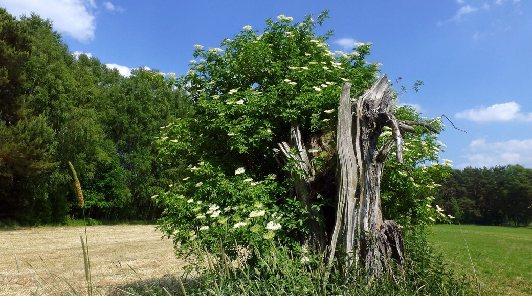 NSG (HA 047) und FFH-Gebiet (3425-301) Trunnenmoor: Zu diesem Schutzgebiet gehรถren zwar grรถรtenteils Nieder- und รbergangsmoor sowie Kiefern-Birken-Moorwald und Birken-Erlenbruchwald, doch ein kleinerer Teil wird von verschiedenen Grรผndlandformen geprรคgt. Hier sieht man extensives, mesophiles Grรผnland, auf dem einige Holunderbรผsche und Totholz geduldet werden.