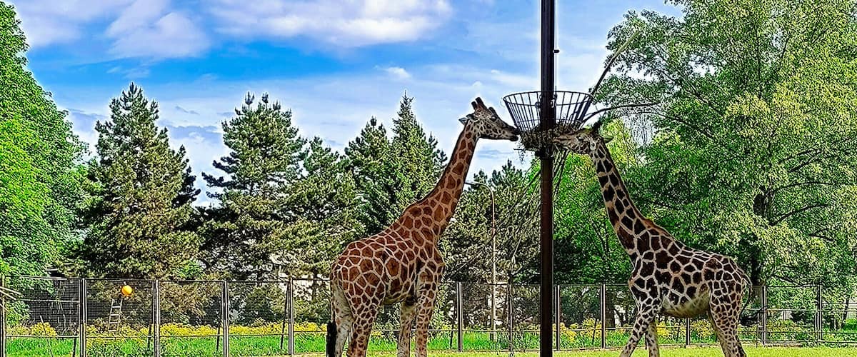 Giraffe at a zoo