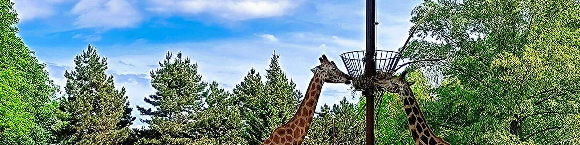 Giraffe at a zoo