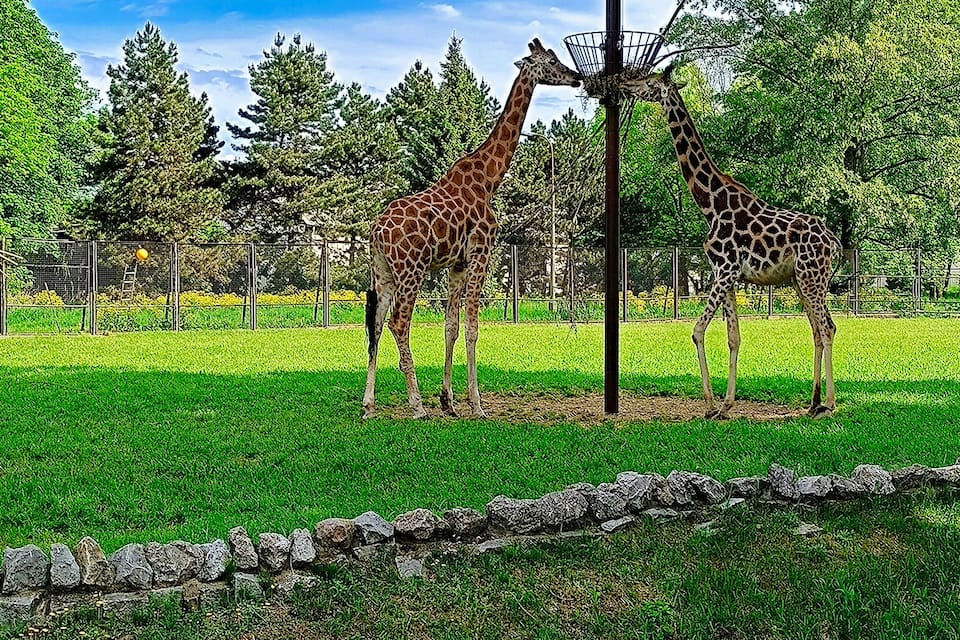 Duas girafas em um recinto gramado, com um muro de pedra e árvores ao fundo.