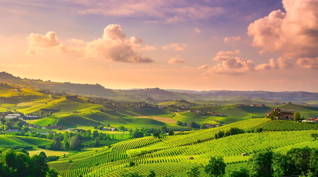 Barolo
