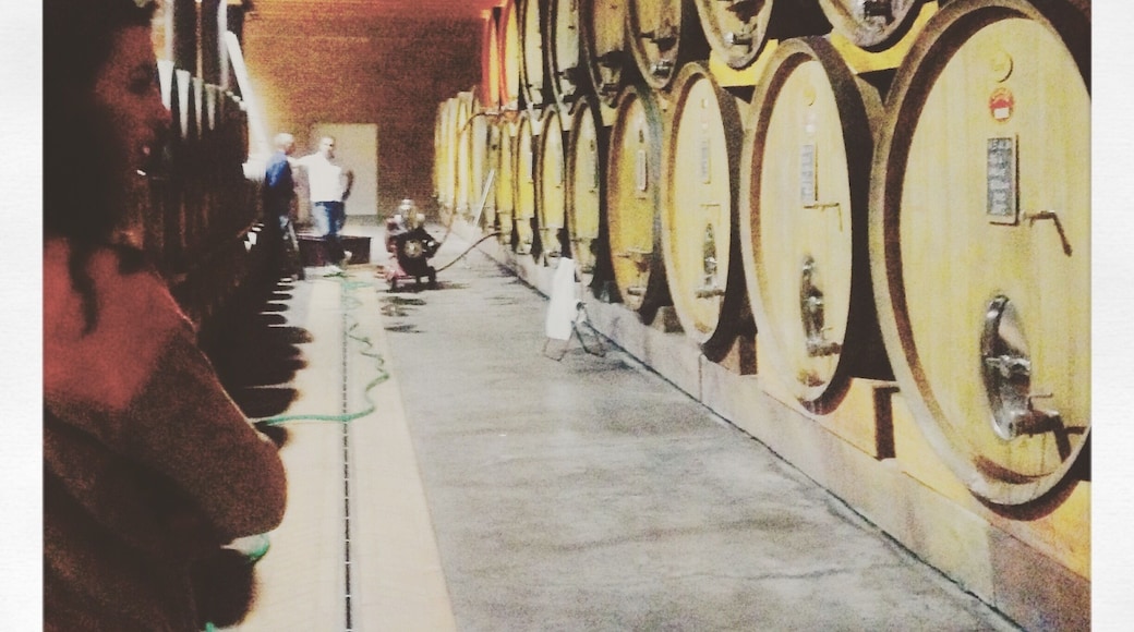 The winery tour at Luigi Einaudi vineyard and BnB is free .... And tasty ...
http://www.poderieinaudi.com/it/