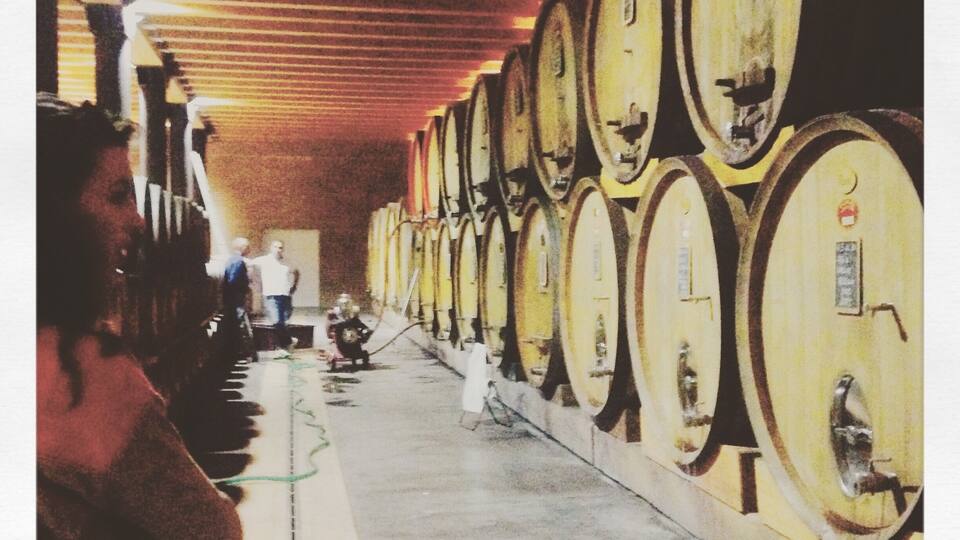 A row of large wine barrels in a cellar.