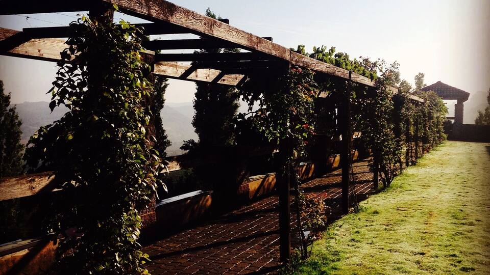 A vineyard with wooden trellises and grapevines.