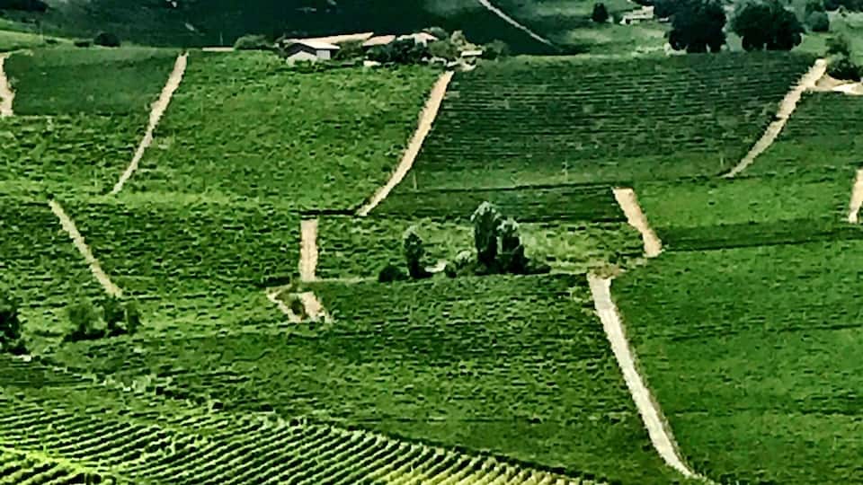 A vineyard on a hillside with a town on top.