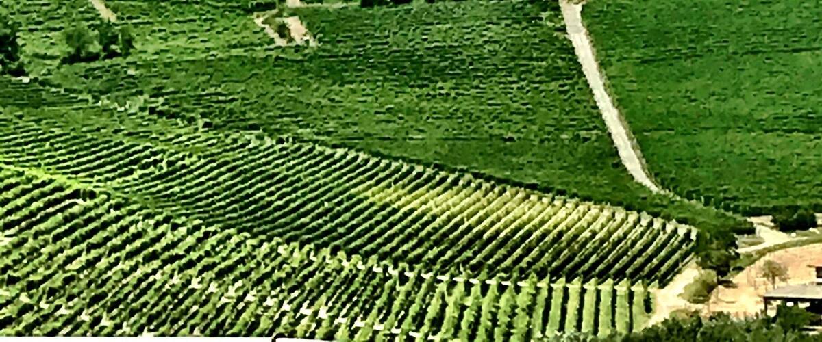 A vineyard on a hillside with a town on top.
