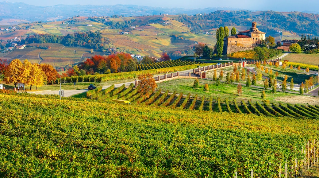 Barolo