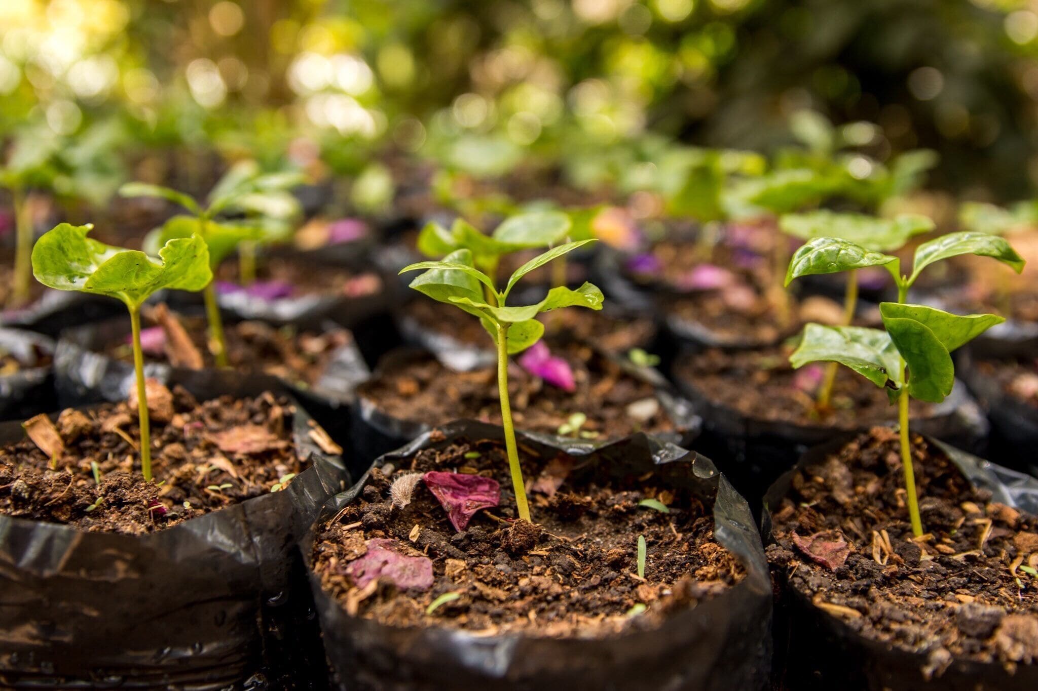 The little coffee trees better known as "Colinos" ready to be transplanted. Beautiful spot at the Parque del Caf é, Montenegro, Quindio. 