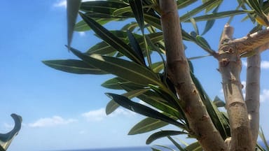 Uma árvore com folhas verdes e flores cor-de-rosa, com vista para um mar azul límpido.