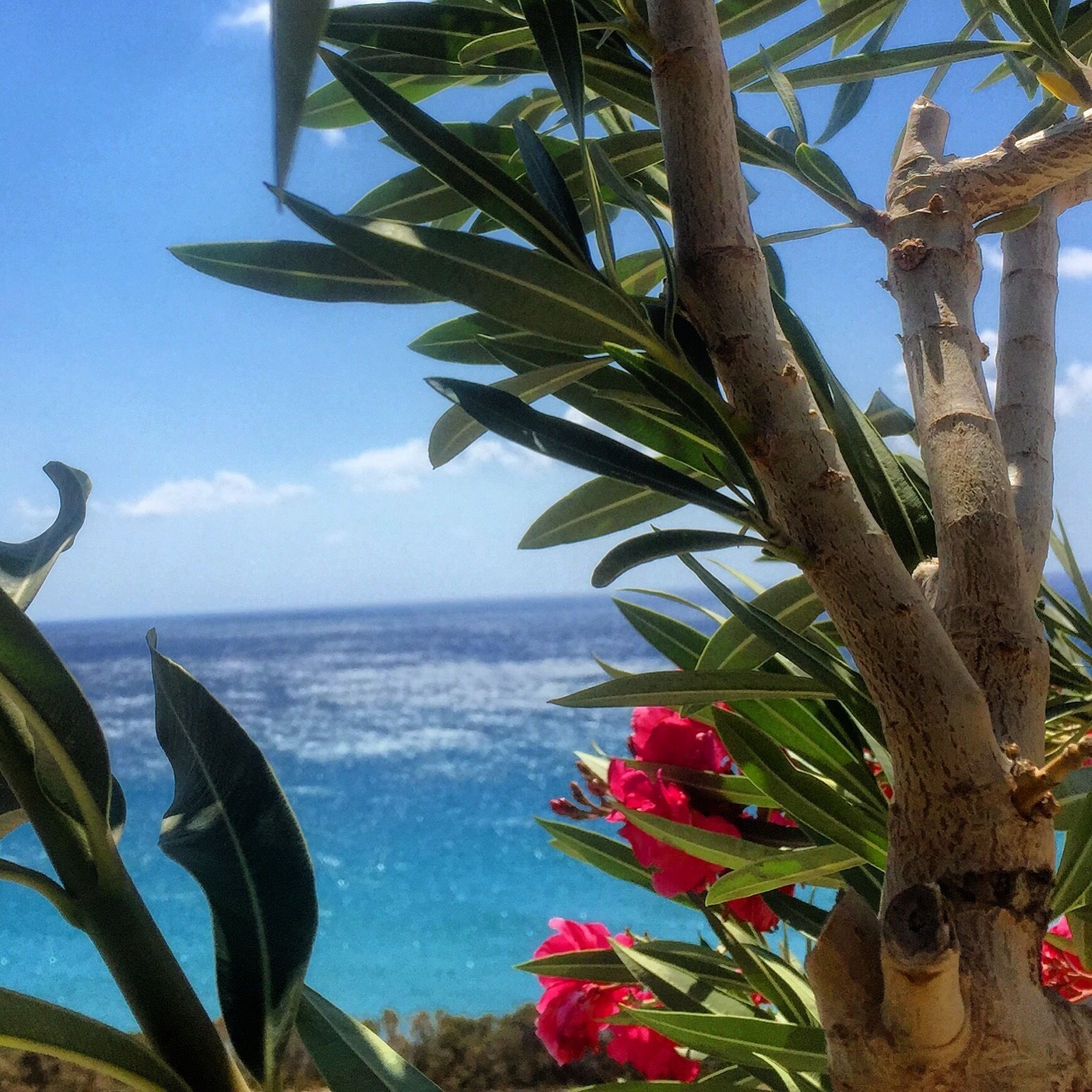 A tree with green leaves and pink flowers, overlooking a clear blue sea.