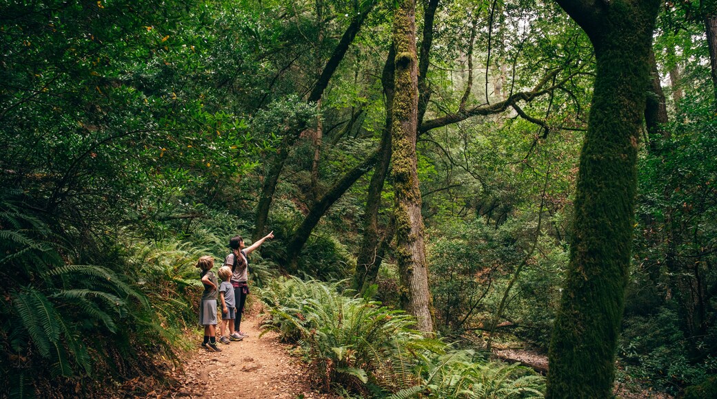 フェアファックス