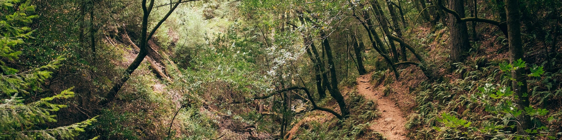 A forested hiking trail with dense vegetation and rocky terrain.