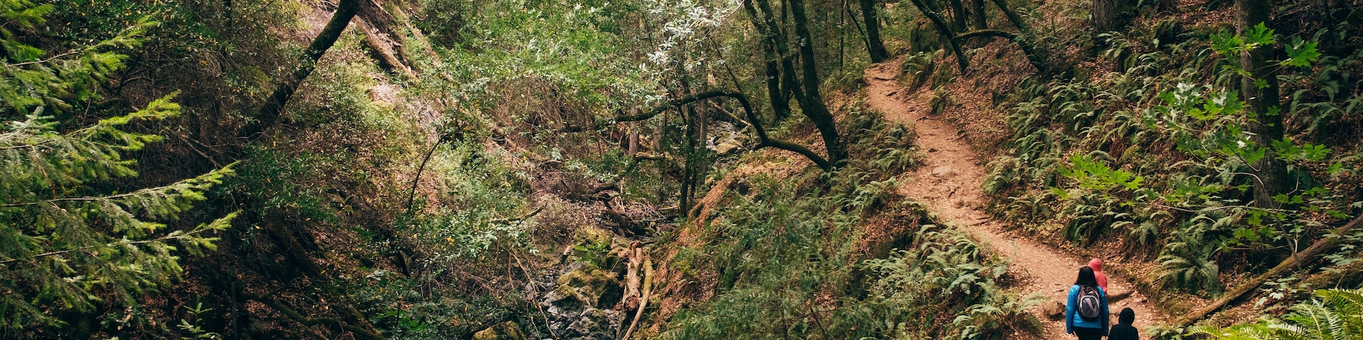 Sendero forestal para excursionistas con vegetación densa y terreno rocoso.