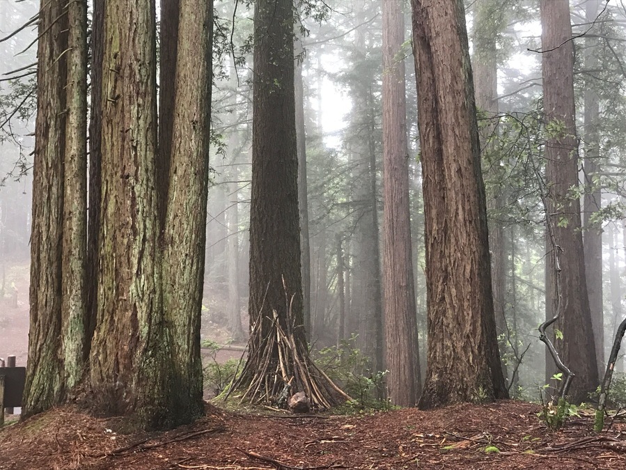 The microclimates of the Bay Area are a thing. You can be wearing a down jacket in this wet dewy forest near the top or Mt Tam and 10 minutes later be in a tank top in hot and sunny Fairfax.