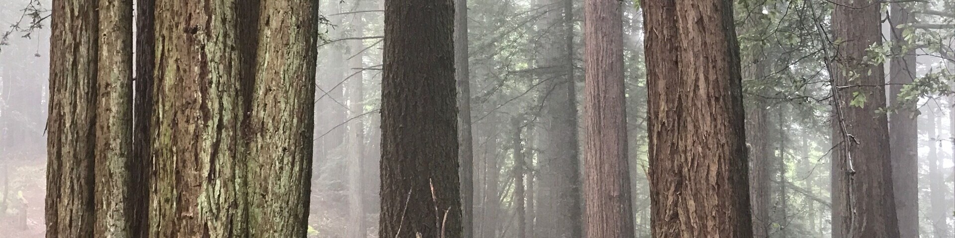 The microclimates of the Bay Area are a thing. You can be wearing a down jacket in this wet dewy forest near the top or Mt Tam and 10 minutes later be in a tank top in hot and sunny Fairfax.