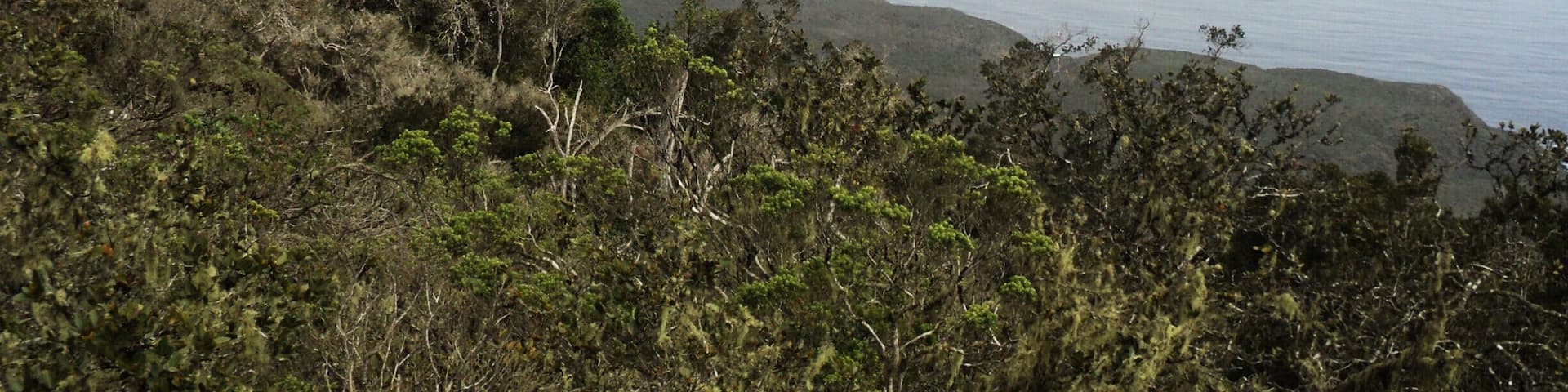 The impressive thing about this forest is that it is located near the Atacama Desert, the most arid of the planet.