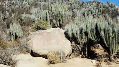 A desert landscape with tall cacti and large rocks.