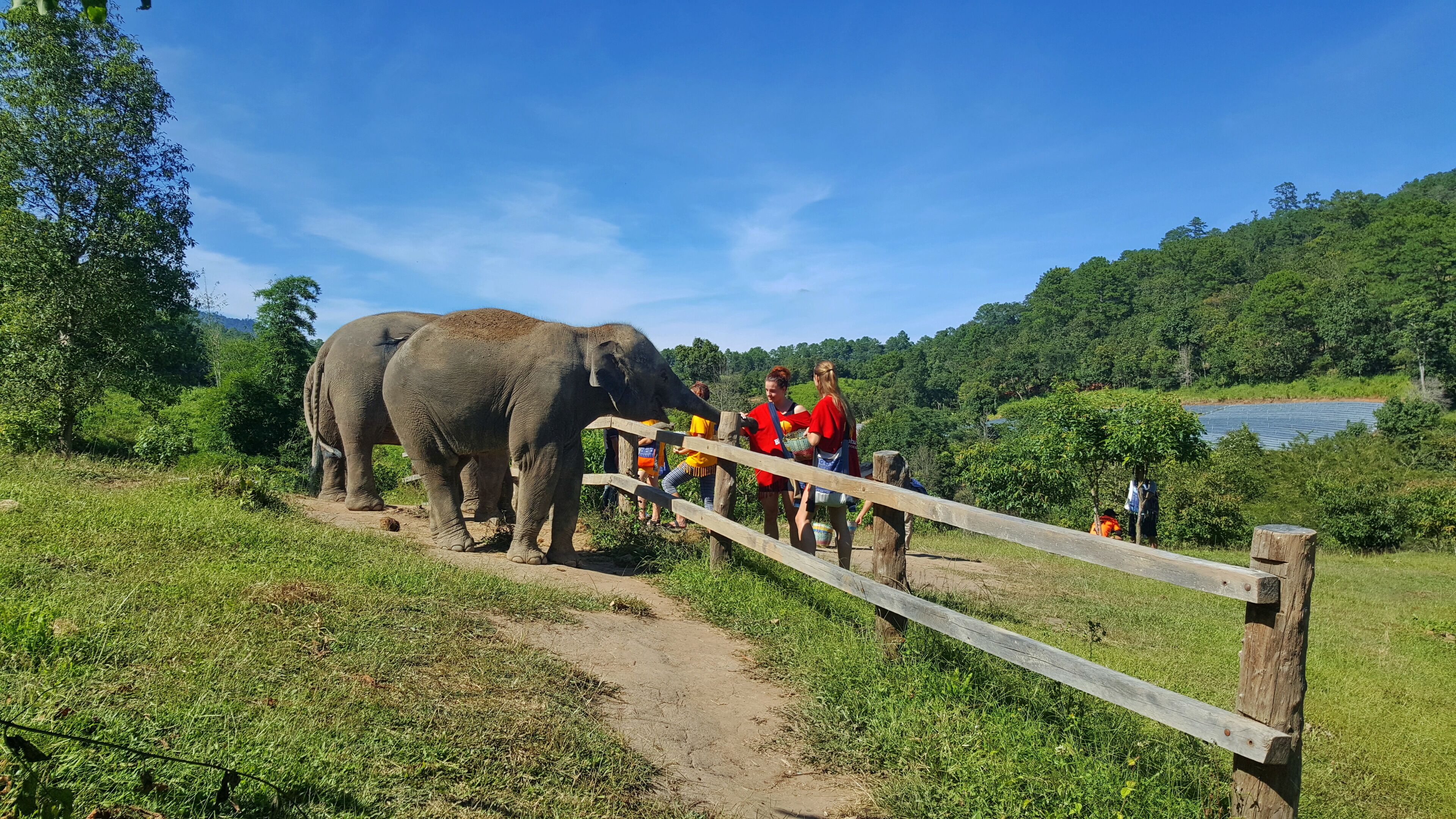 Off the beaten path full day elephant sanctuary tour Chiang Mai Thailand, a tour of ethical Chiang Mai elephant sanctuary & trekking to waterfall at Blue Tao Elephant Village. Meet & spend quality time with elephants in their natural habitat in the middle of lush forest, cuddle baby elephants, cooking healthy treats, feeding, lush forest walking (No riding), fun bathing with elephants in the S Frame Waterfall, see elephants throwing dirt, foraging foods & scratching on trees. Local herbs & salt water foot spa after forest walk. Picnic lunch in a treehouse overlooking the S Frame Waterfall. Tour starts 08:00 am, ends 05:00 pm. Join in group tour & round-trip transfer by comfortable A/C minibus # Price 2,600 Baht / person.