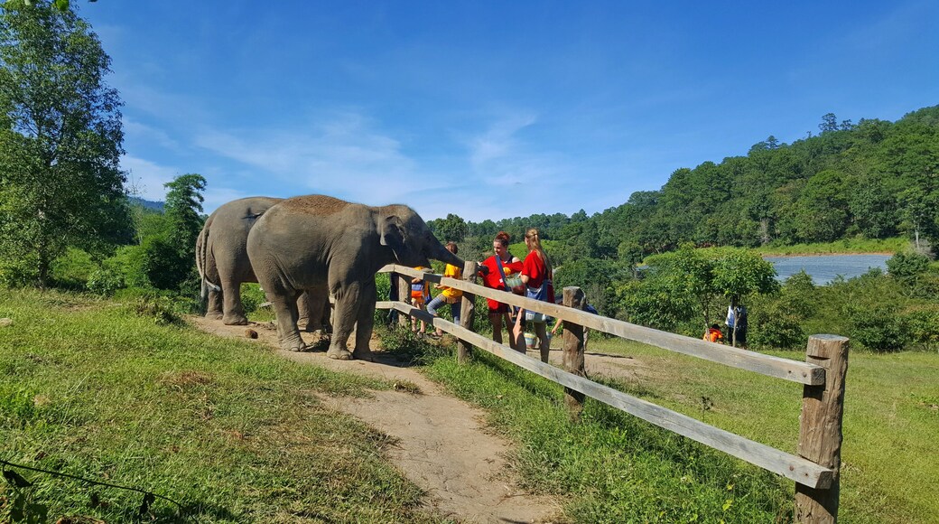 Off the beaten path full day elephant sanctuary tour Chiang Mai Thailand, a tour of ethical Chiang Mai elephant sanctuary & trekking to waterfall at Blue Tao Elephant Village. Meet & spend quality time with elephants in their natural habitat in the middle of lush forest, cuddle baby elephants, cooking healthy treats, feeding, lush forest walking (No riding), fun bathing with elephants in the S Frame Waterfall, see elephants throwing dirt, foraging foods & scratching on trees. Local herbs & salt water foot spa after forest walk. Picnic lunch in a treehouse overlooking the S Frame Waterfall. Tour starts 08:00 am, ends 05:00 pm. Join in group tour & round-trip transfer by comfortable A/C minibus # Price 2,600 Baht / person.