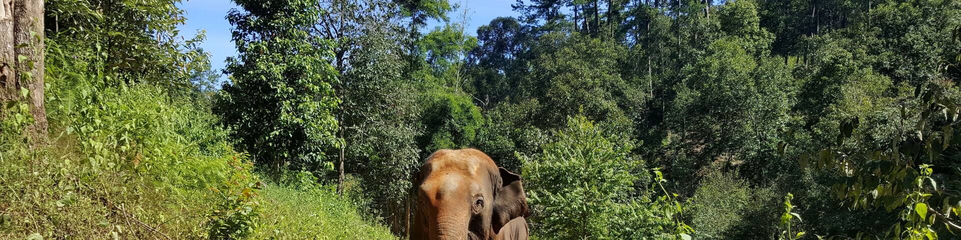 Off the beaten path full day elephant sanctuary tour Chiang Mai Thailand, a tour of ethical Chiang Mai elephant sanctuary & trekking to waterfall at Blue Tao Elephant Village. Meet & spend quality time with elephants in their natural habitat in the middle of lush forest, cuddle baby elephants, cooking healthy treats, feeding, lush forest walking (No riding), fun bathing with elephants in the S Frame Waterfall, see elephants throwing dirt, foraging foods & scratching on trees. Local herbs & salt water foot spa after forest walk. Picnic lunch in a treehouse overlooking the S Frame Waterfall. Tour starts 08:00 am, ends 05:00 pm. Join in group tour & round-trip transfer by comfortable A/C minibus # Price 2,600 Baht / person.